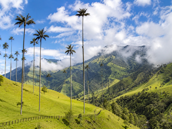 Valle del Cocora